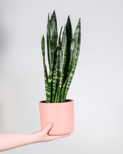 Sansevieria